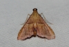 Endotricha flammealis (Denis & Schiffermller, 1775)