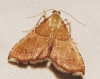 Endotricha flammealis (Denis & Schiffermller, 1775)