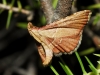 Endotricha flammealis (Denis & Schiffermller, 1775)