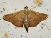 Endotricha flammealis (Denis & Schiffermller, 1775)