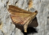Endotricha flammealis (Denis & Schiffermller, 1775)