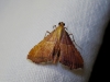 Endotricha flammealis (Denis & Schiffermller, 1775)