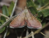 Endotricha flammealis (Denis & Schiffermller, 1775)