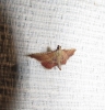 Endotricha flammealis (Denis & Schiffermller, 1775)