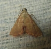 Endotricha flammealis (Denis & Schiffermller, 1775)