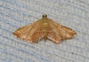 Endotricha flammealis (Denis & Schiffermller, 1775)