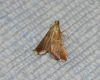 Endotricha flammealis (Denis & Schiffermller, 1775)