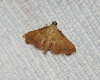 Endotricha flammealis (Denis & Schiffermller, 1775)