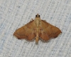 Endotricha flammealis (Denis & Schiffermller, 1775)