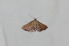 Endotricha flammealis (Denis & Schiffermller, 1775
