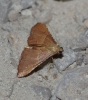 Endotricha flammealis (Denis & Schiffermller, 1775)