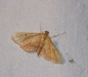 Endotricha flammealis (Denis & Schiffermller, 1775)