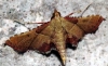 Endotricha flammealis (Denis & Schiffermller, 1775)