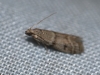 Ephestia parasitella Staudinger, 1859