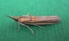 Etiella zinckenella (Treitschke, 1832)