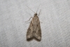 Eudonia angustea (Curtis, 1827)