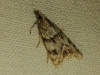 Eudonia angustea (Curtis, 1827)