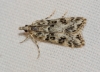 Eudonia delunella (Stainton, 1849)