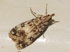 Eudonia lacustrata (Panzer, 1804)