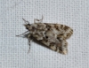 Eudonia lacustrata (Panzer, 1804)