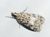 Eudonia lacustrata (Panzer, 1804)