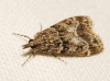 Eudonia mercurella (Linnaeus, 1758)