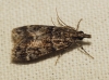 Eudonia mercurella (Linnaeus, 1758)