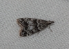 Eudonia mercurella (Linnaeus, 1758)