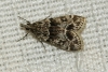 Eudonia mercurella (Linnaeus, 1758)