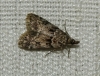 Eudonia mercurella (Linnaeus, 1758)