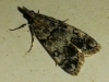 Eudonia mercurella ?