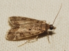 Eudonia sp.