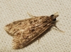 Eudonia sp.