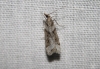 Eudonia angustea (Curtis, 1827)