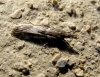 Eudonia angustea (Curtis, 1827)