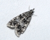 Eudonia lacustrata (Panzer, 1804)