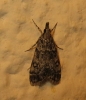 Eudonia lacustrata (Panzer, 1804)
