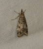 Eudonia lacustrata (Panzer, 1804)