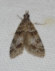 Eudonia mercurella (Linnaeus, 1758)