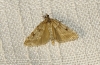 Eudonia pallida (Curtis, 1827)