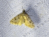 Eudonia pallida (Curtis, 1827)