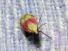 Eurhodope cruentella (Duponchel, 1843)