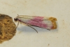 Eurhodope cruentella (Duponchel, 1843)