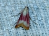 Eurhodope cruentella (Duponchel, 1843)