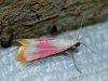 Eurhodope cruentella (Duponchel, 1843)