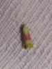 Eurhodope cruentella (Duponchel, 1843)