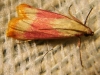 Eurhodope cruentella (Duponchel, 1843)