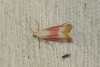 Eurhodope cruentella (Duponchel, 1843)