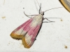 Eurhodope cruentella (Duponchel, 1843)