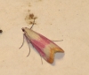 Eurhodope cruentella (Duponchel, 1843)
